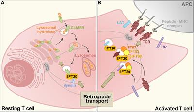 Emerging Roles of the Intraflagellar Transport System in the Orchestration of Cellular Degradation Pathways